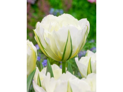 3593 1 tulipan exotic emperor 5 ks
