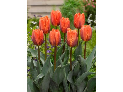 3617 1 tulipan prinses irene 5 ks