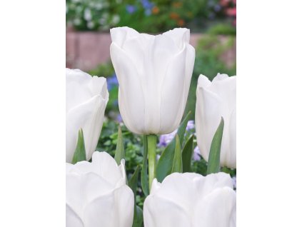3653 1 tulipan clearwater 5 ks