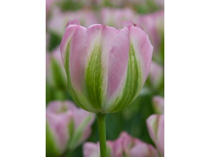 3665 1 tulipan groenland 5 ks
