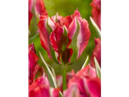 3674 1 tulipan esperanto 5 ks