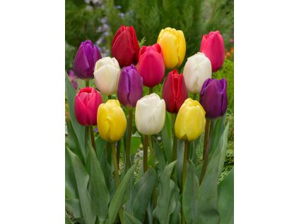 Mix triumph tulipánů 50 ks (Velikost hlíz 12+)