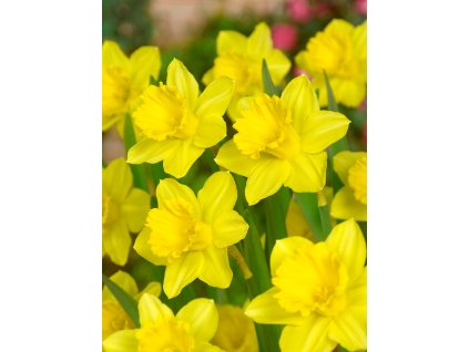3722 1 narcis gigantic star 5 ks