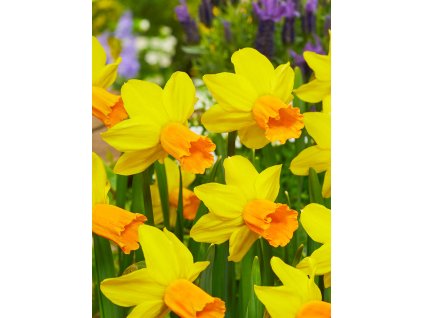 3728 1 narcis jetfire 5 ks