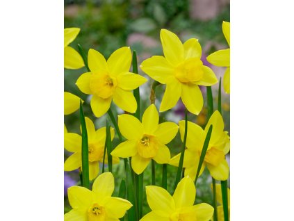 3731 1 narcis marie curie diamond 5 ks