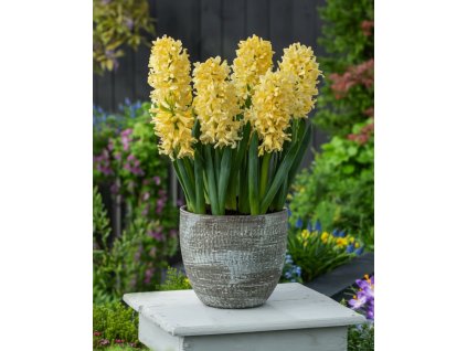 Generated Image November 12, 2025 10 29AM