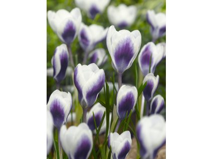 3818 1 krokus prins claus chrysanthus 10 ks