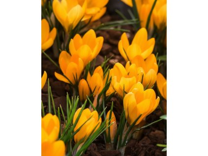 Generated Image November 11, 2025 12 34PM