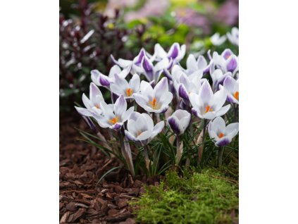 Generated Image November 11, 2025 2 06PM