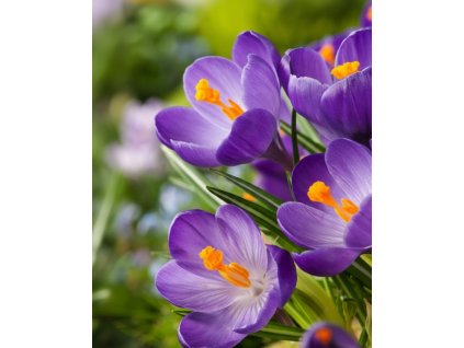 Generated Image November 11, 2025 2 20PM