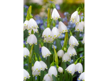 3872 1 bledule letni leucojum gravetye giant 3 ks