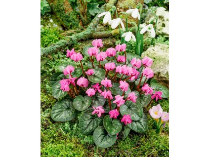 3878 1 bramborik podzimni cyclamen cilicium 1 ks