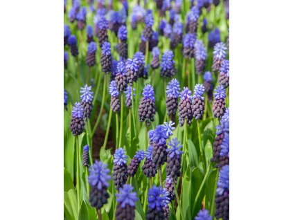 3881 1 modrenec muscari latifolium 10 ks