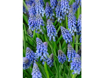 3884 1 modrenec muscari armeniacum 10 ks