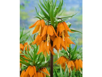 3890 1 rebcik kralovsky aurora imperialis 1 ks