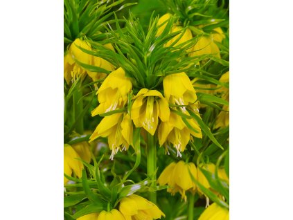 3893 1 rebcik kralovsky lutea imperialis 1 ks