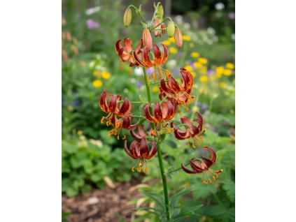 christmas magic result (21)