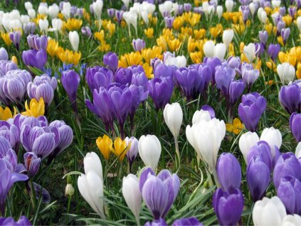 3947 1 mix krokusu large flowering 50 ks