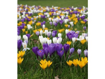 Generated Image November 11, 2025 12 50PM