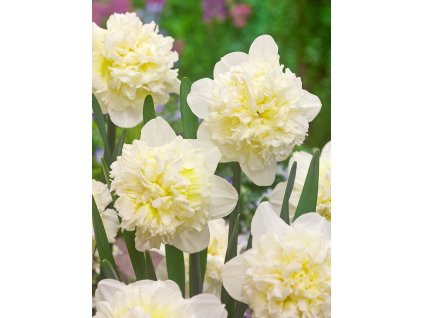 3977 1 narcis ice king 5 ks