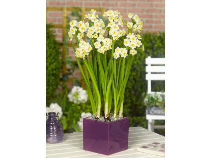 3986 1 narcis avalanche 5 ks