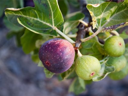 4013 1 fikovnik smokvon melanzana