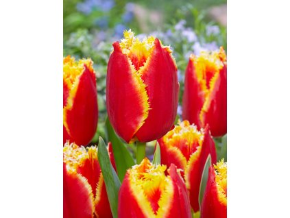 4049 1 tulipan trepenity davenport 5 ks