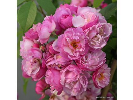 4067 4 pnouci ruze kordes lavender siluetta 2l kontejner