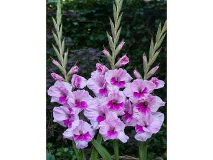 Mečík 'Alannah' 5 ks (Velikost cibulí 14+)