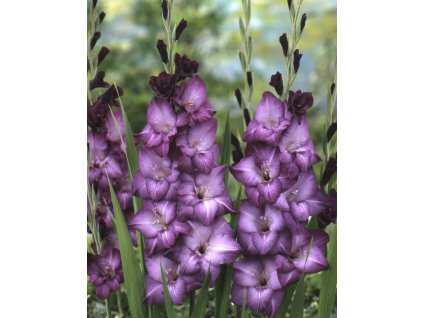 Mečík 'Blue isle' 5 ks (Velikost cibulí 14+)