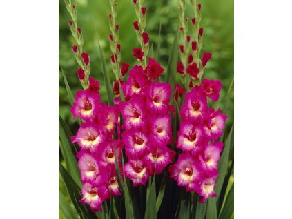 Mečík 'Dynamite' 5 ks (Velikost cibulí 14+)