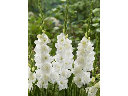 Mečík 'Elmorada' 5 ks (Velikost cibulí 14+)