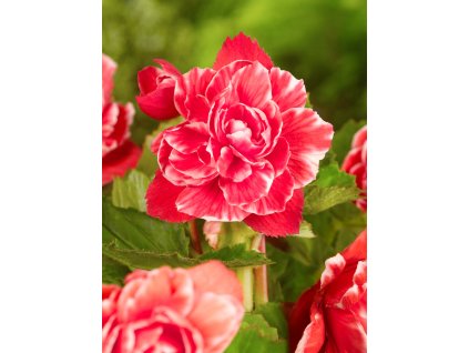 5015 begonie camelia pink 2 ks
