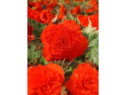 5036 begonie trepenita fimbriata orange 2 ks