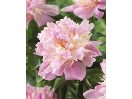 5111 pivonka mister ed 1 ks