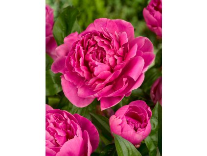 5114 1 pivonka margaret truman 1 ks