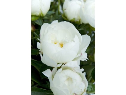 5132 pivonka couronne d or 1 ks