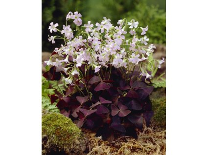 5342 stavel ctyrlistek triangularis 10 ks
