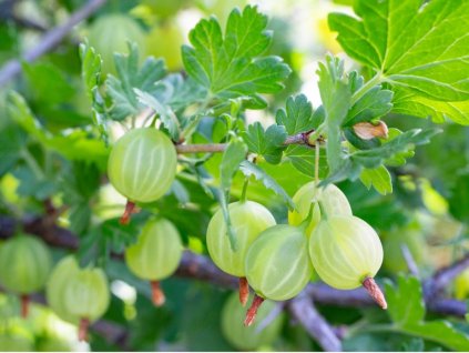 5387 1 angrest white smith