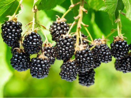 5390 1 ostruzina oregon thornless