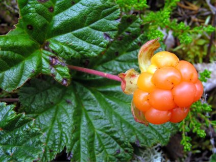 5777 1 ostruzina polar berry