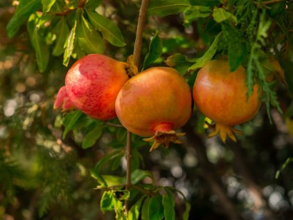 red ripe pomegranate fruits grow in the garden picture id1312177371