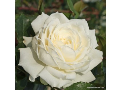 5813 3 pnouci ruze kordes alaska future 2l kontejner