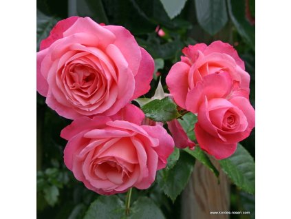 5828 3 pnouci ruze kordes rosanna 2l kontejner