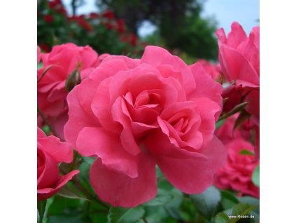 5888 3 mnohokveta ruze kordes bad birnbach 2l kontejner