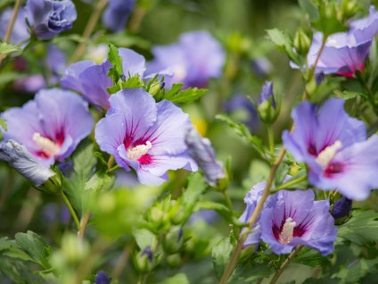 6413 2 ibisek syrsky marina