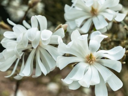 6458 1 magnolie stellata