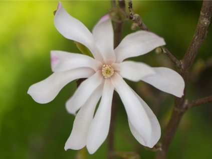 6461 1 magnolie stellata rosea