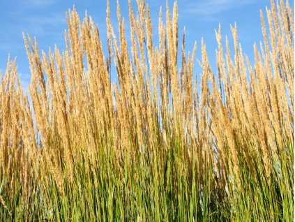 6815 1 trtina ostrokveta overdam