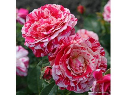 dc549825c312784b3f8f380bb4b37a31618e8b43